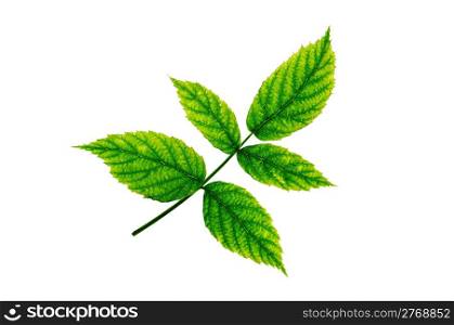 Leaf of a plant close up
