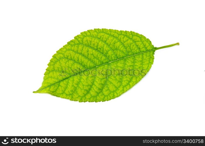 Leaf of a plant close up