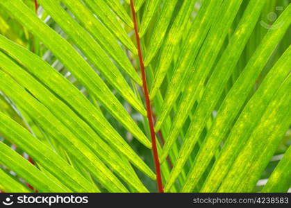 leaf of a plant close up