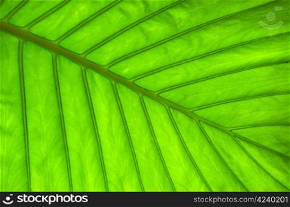 leaf of a plant close up