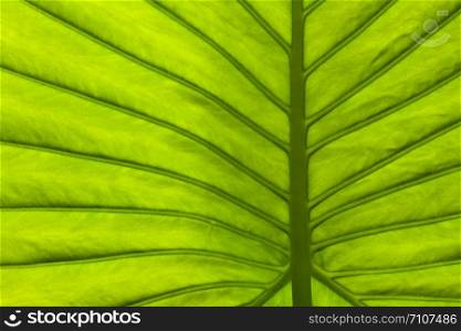 leaf of a plant close up,possible use to background