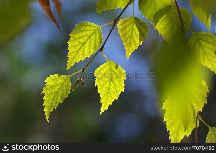 Leaf of birch. Nature composition.