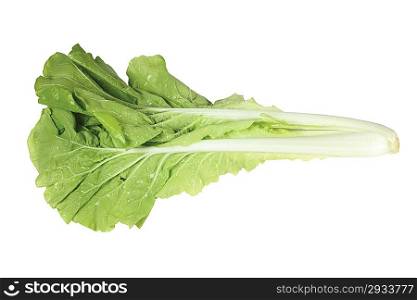 Leaf of cabbage