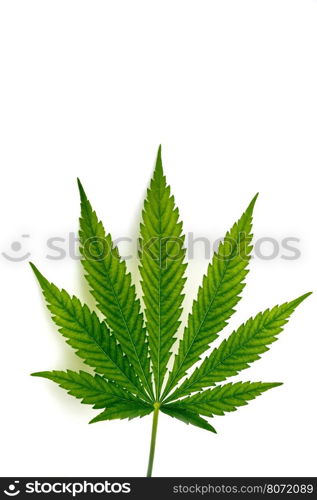 Leaf of cannabis plant isolated on white background