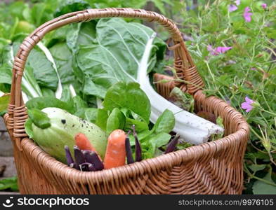 leaf of chard, lettuce zucchini , carrots and beans in a wicker basket put on a vegetable garden 