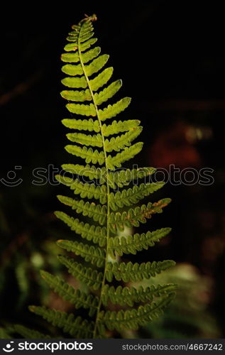 Leaf of fern in the nature on a dark background