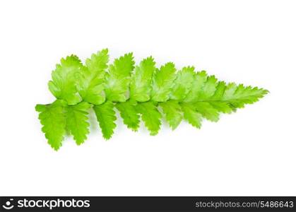 Leaf of fern isolated on white