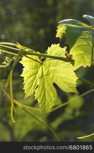 Leaf of grape glowing in sunlight