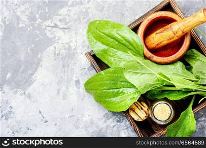 Leaf of greater plantain in a box with a mortar and mixture.Plantago lanceolata. Green plantain plantago
