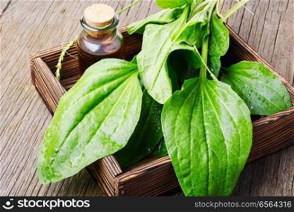 Leaf of greater plantain in a box with mortar and mixture. Green plantain plantago