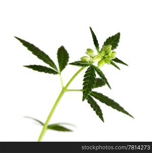 Leaf of hemp on white background (isolated)