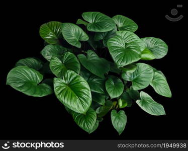 leaf of homalomena rubescens on black background