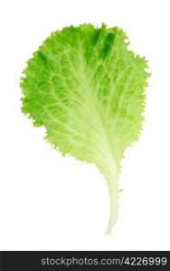 Leaf of lettuce isolated on white background. Lettuce