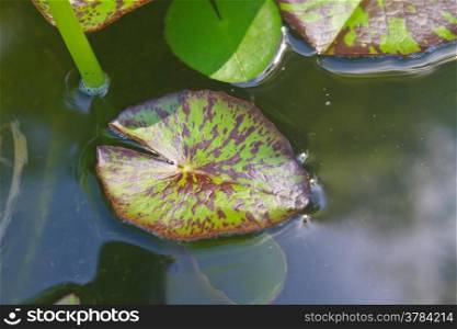 leaf of lotus on the pond in garden