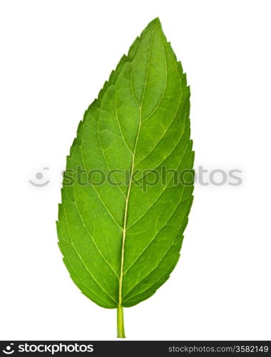 Leaf of mint isolated on white