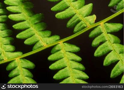 Leaf of ornamental plant