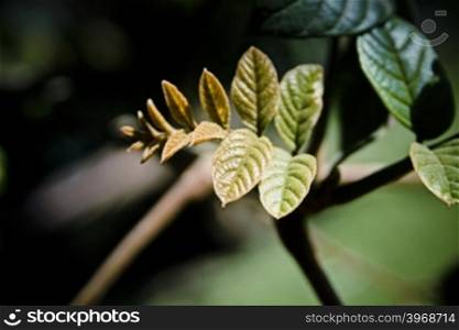 leaf of Purple Allamanda, Allamanda blanchetii, Pune, Maharashtra, India