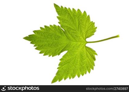 leaf of raspberry isolated on white