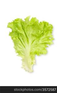 leaf of salad