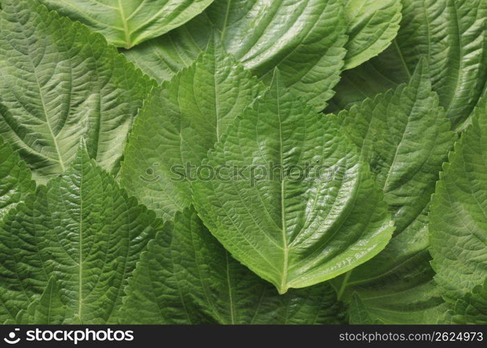 Leaf of sesame