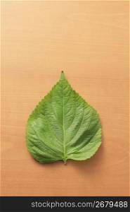 Leaf of sesame