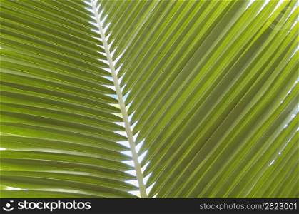 Leaf of the palm
