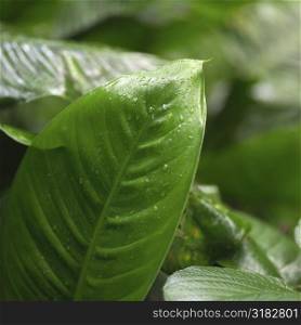 Leaf of tripical plant