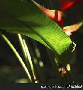 Leaf of tropical plant