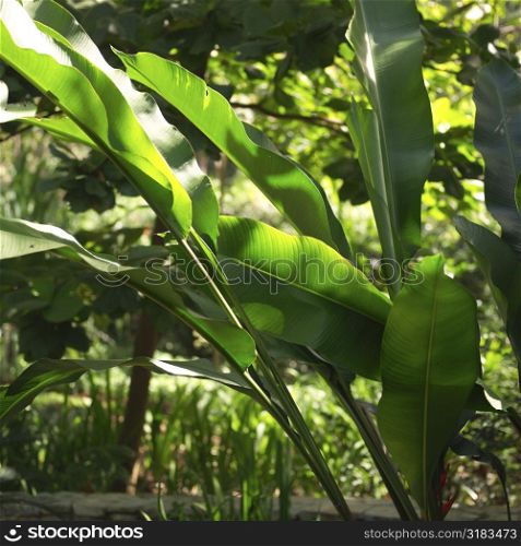 Leaf of tropical plant