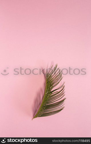 Leaf of tropical plant inside in pink background.Green, wild, background.Flat lay.From above.Isolated