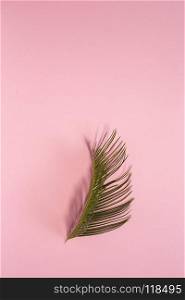 Leaf of tropical plant inside in pink background.Green, wild, background.Flat lay.From above.Isolated