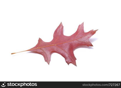 Leaf on a white background