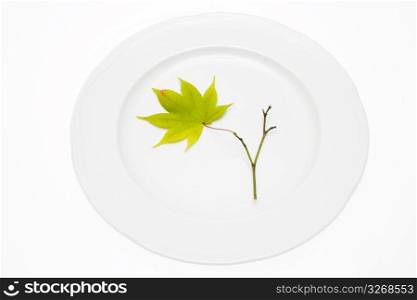 Leaf on a white dish