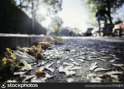 Leaf on the street, autumn, copy space