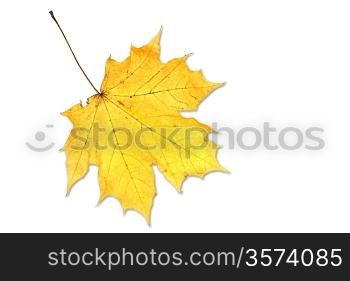 leaf on white