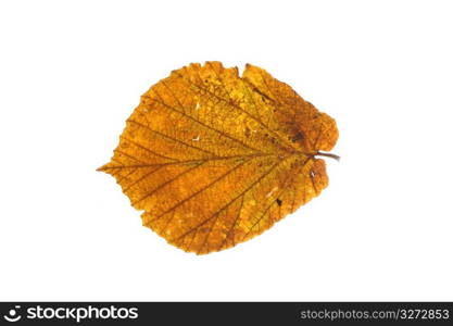 Leaf on white background