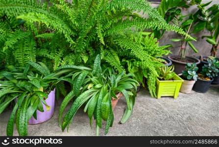 leaf ornamental plant on the nature plant tree, green plants many kinds growing in the garden decorate front garden Variegated plants leaves, fern garden