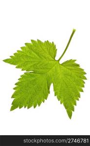 leaf raspberry isolated on a white