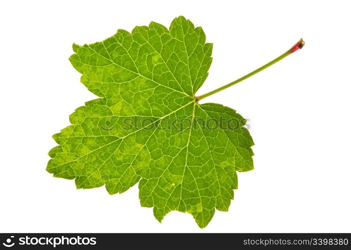 Leaf red currant isolated on white