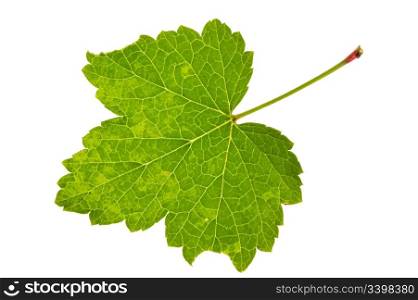 Leaf red currant isolated on white