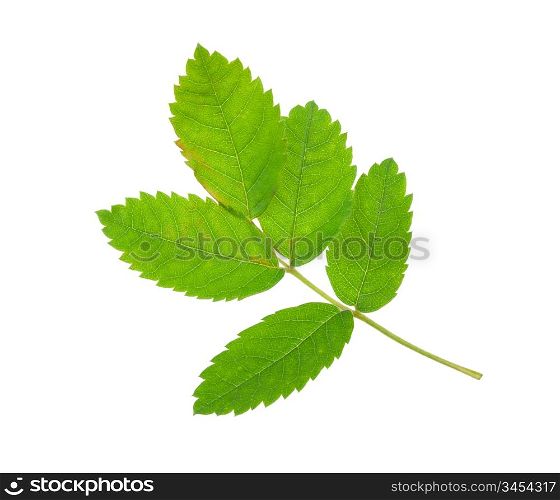 Leaf rosehip