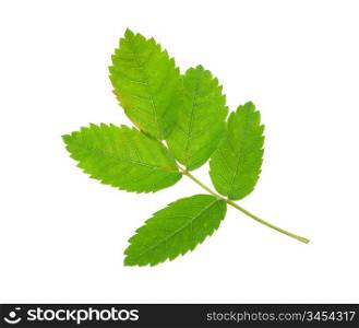 Leaf rosehip