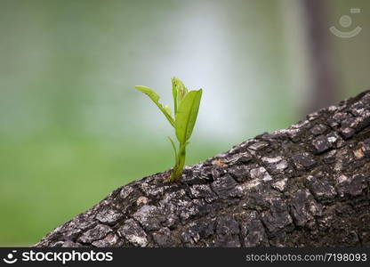 Leaf shoots grow out of tree trunks.