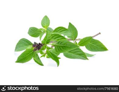 Leaf Sweet Basil isolated on white background