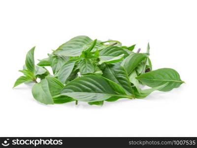 Leaf Sweet Basil on white background
