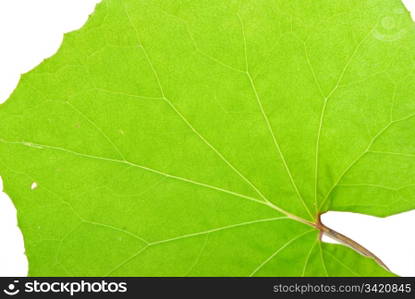 Leaf texture