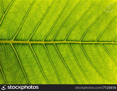 Leaf Texture.
