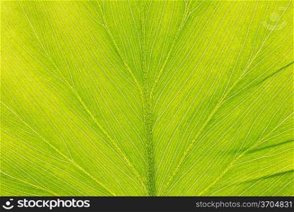 Leaf texture close up background