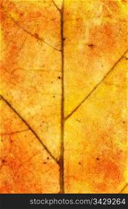 leaf texture grunge style. can be used as a background