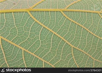 leaf texture, Texture of a green leaf as background